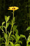 Fringeleaf tickseed